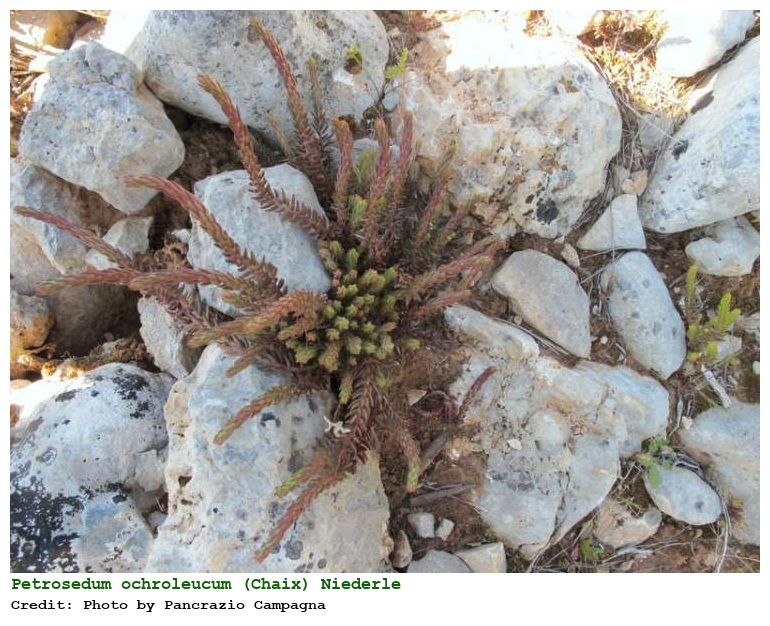 Petrosedum ochroleucum (Chaix) Niederle